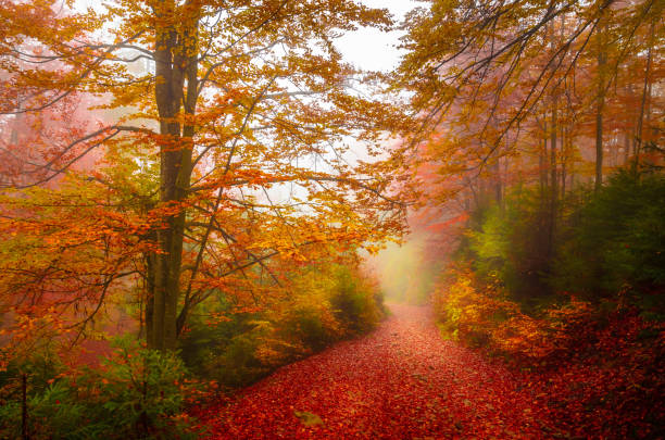 istock Road through a golden foggy forest 1030008106