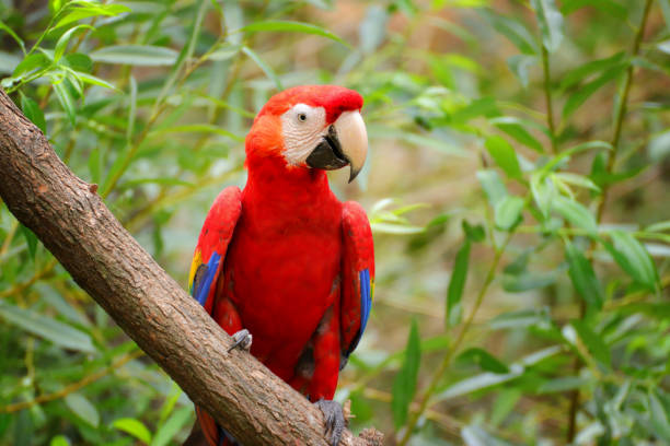 istock Parrot Ara, Macaw on the brunch 1030012770