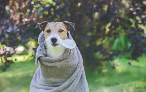 Photo of Dog after outdoor shower wrapped into towel holding brush in mouth waiting for grooming