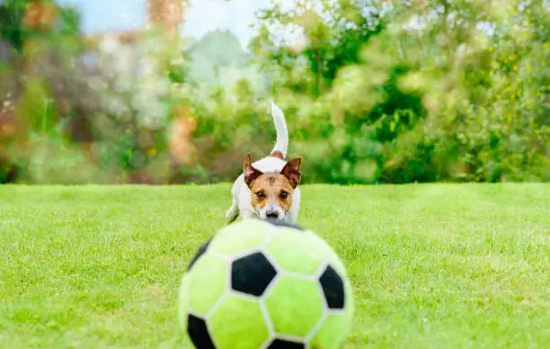 Photo of Dog playing at garden lawn with toy football (soccer) ball