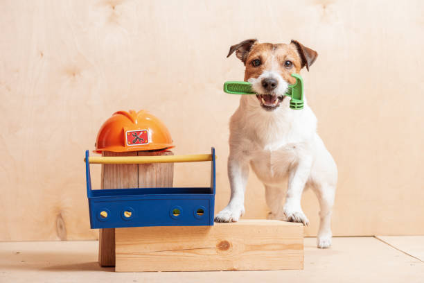 Dog as amusing builder holding hammer in mouth standing near hardhat Jack Russell Terrier at construction site with builder's tools hammer photos stock pictures, royalty-free photos & images