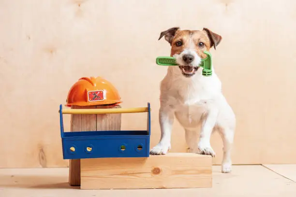 Photo of Dog as amusing builder holding hammer in mouth standing near hardhat