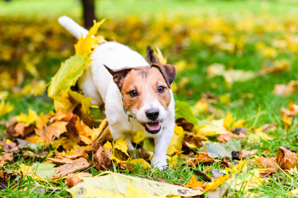 istock Happy dog playing at fall (autumn) park running at camera 1030016154