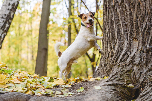 Jack Russell Terrier at autumn park leaning on tree