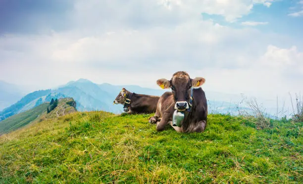 Brown Cows in German Alps Allgäu during Summer