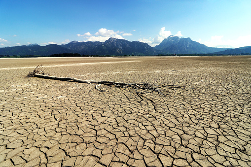 An old tree in a dried up lake in Bavaria. Empty dry lake in summer