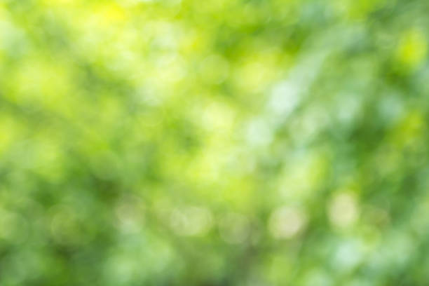 istock Blurred green tree leaf background with bokeh, Nature texture 1030019156