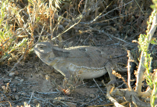 Utah Toad 50+ Pictures Of Horny Toads Stock Photos, Pictures & Royalty-Free ...