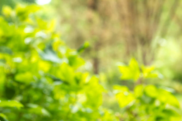 istock Blurred green tree leaf background with bokeh, Nature texture 1030021636