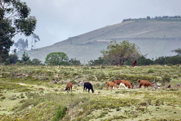 istock Llamas in Cochasqui 1030021744