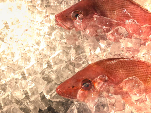 deux fraîchement attraper poissons vivaneau rouge superposées les cubes de glace - fish catch of fish seafood red snapper photos et images de collection