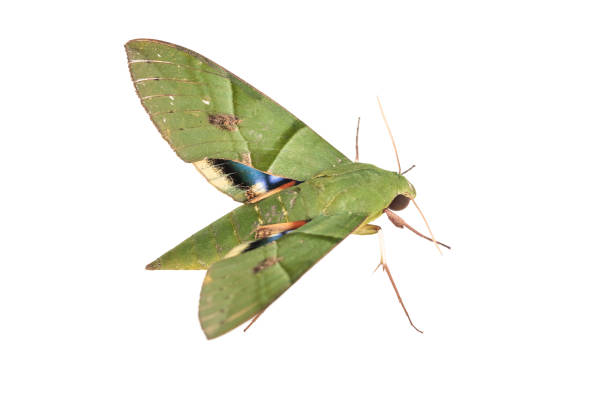 istock Eumorpha labruscae gaudy sphinx green moth catapilar white background hawk-moth 1030024370
