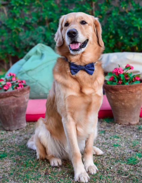 istock Golden retriever dog dressed 1030024440
