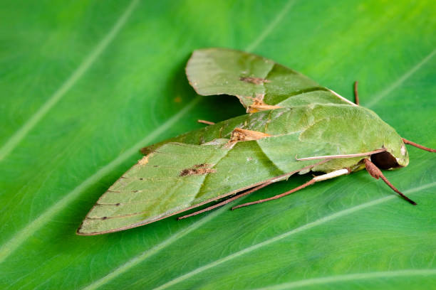 istock Eumorpha labruscae gaudy sphinx green moth catapilar on leaf hawk-moth 1030024492