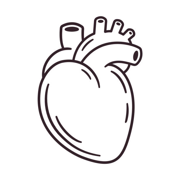 Realistic Heart Drawing Stock Illustration - Download Image Now - Heart -  Internal Organ, Anatomy, Biology - iStock