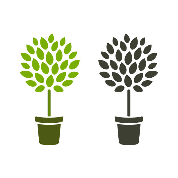 Tree in pot icon Stylized topiary tree in pot. Simple icon design, color and black and white. Houseplant or gardening vector illustration. topiary stock illustrations