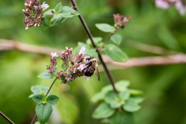 istock Bumblebee Gathering from Oregano Flowers 1030025098