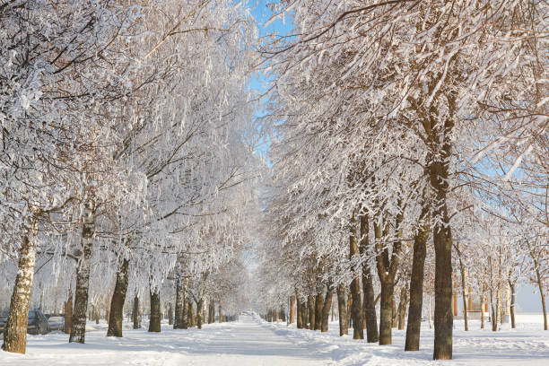 istock Snowy winter alley road 1030027568
