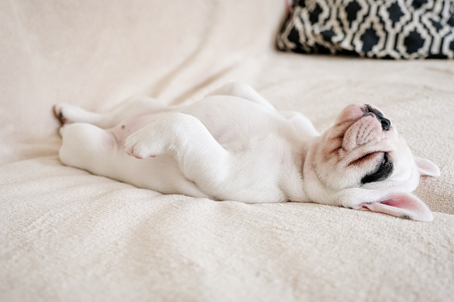 Tired French Bulldog puppy lying on back sleeps soundly on a blanket
