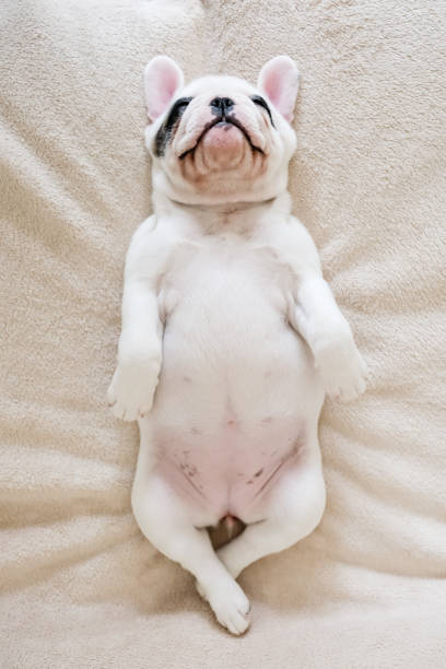 Tired French Bulldog puppy lying on back sleeps soundly on a blanket A sleeping 8 weeks old Frenchie puppy lying on back on a blanket animal abdomen photos stock pictures, royalty-free photos & images