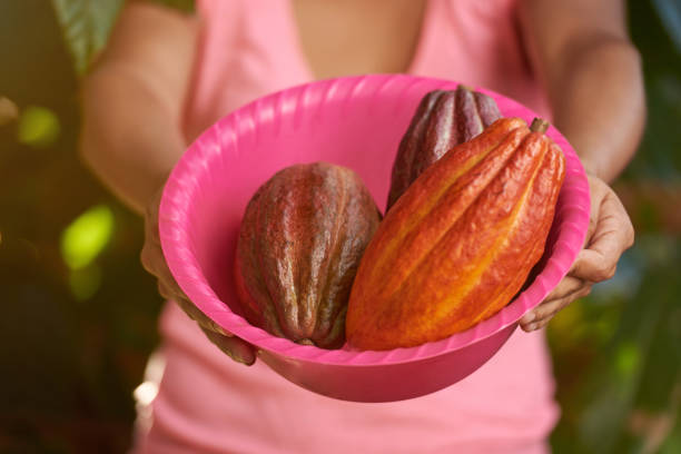 Cacao pods lay on tray close-up. Cacao harvest theme