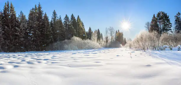 Photo of winter landscape with forest, snow, blue sky and sun