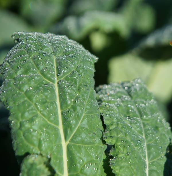 istock Kale leaves with shiny drops of dew 1030030282