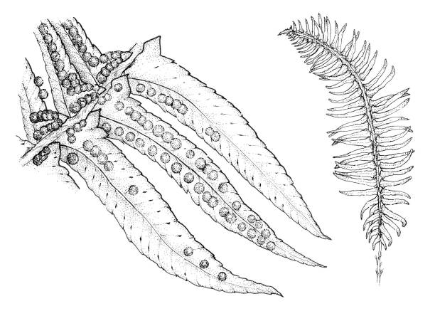 Sword fern (Polystichum munitum) Ink drawing of sword fern leaf and spores. sword fern stock illustrations