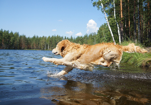 Dog Golden Retriever dives into the forest lake shore with a running, a moment before immersion in water