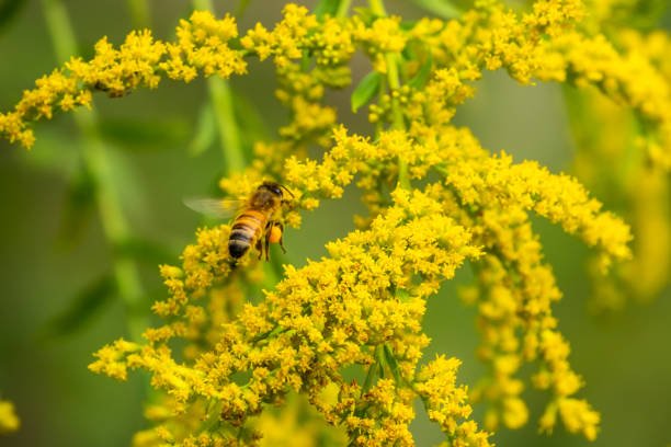 Honeybee Flying to Goldenrod Flowers stock photo