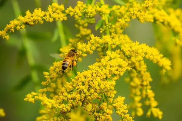 Honeybee (Apis sp.) flying to goldenrod (Solidago sp.) flowers in summer.
