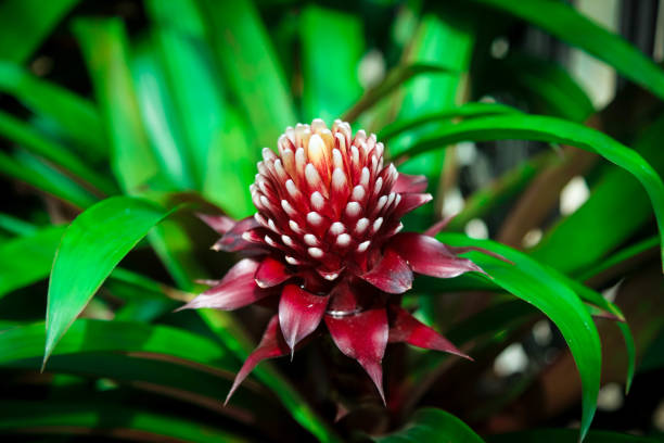 Closeup of torch Ginger, red flower on green background
