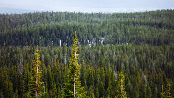 istock Forest landscape - Cody, Wyoming 1030042246