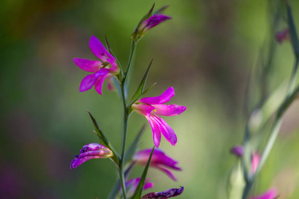 Gladiolus italicus Flowers on Sunset