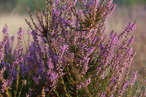 The heather is blooming in August in this heath area. Location: Itterbecker Heide, Germany