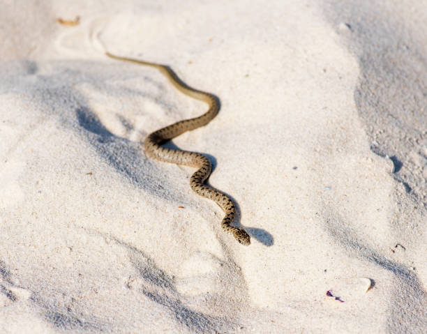 istock small water snake adder crawling on the sand by the sea 1030055228