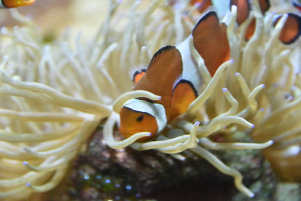 istock Clownfish and sea anemone 1030055478