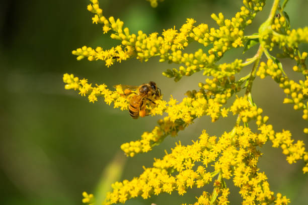 Honeybee Gathering Pollen from Goldenrod Flowers stock photo