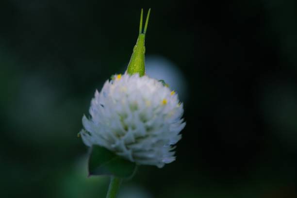 Tokyo,Japan-September 3,2018: A grasshopper on a white flower on black background