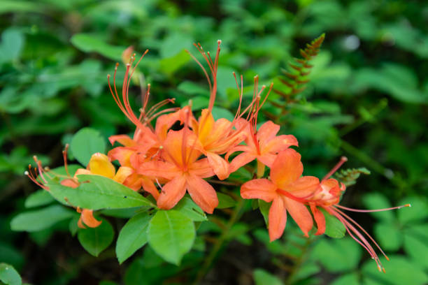Orange Flame Azalea Bloom in Tennessee Orange Flame Azalea Bloom in Tennessee Mountains azalea stock pictures, royalty-free photos & images