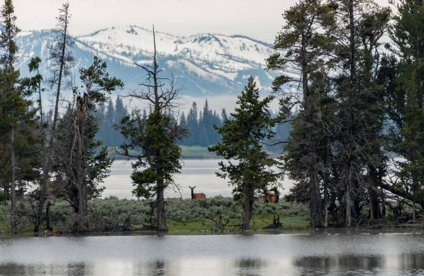 istock Elk Pause While Walking Along Narrow Strip of Land 1030069284