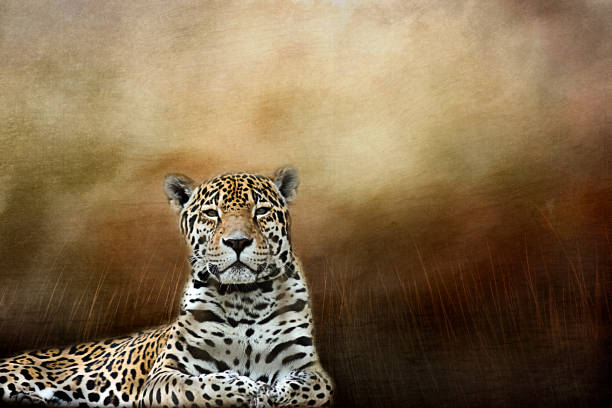 istock Jaguar on the Field 1030069346
