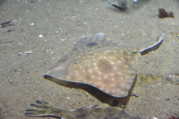 Pacific Northwest ocean wildlife - Big skate