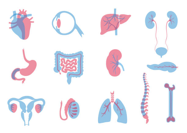 Vector illustration of donor organs Vector isolated illustration of human organs for transplantation. Stomach, liver, bone, intestine, bladder, lung, testicle, uterus, spine, eye, pancreas icon. Internal donor organ. Medical poster intestine illustrations stock illustrations