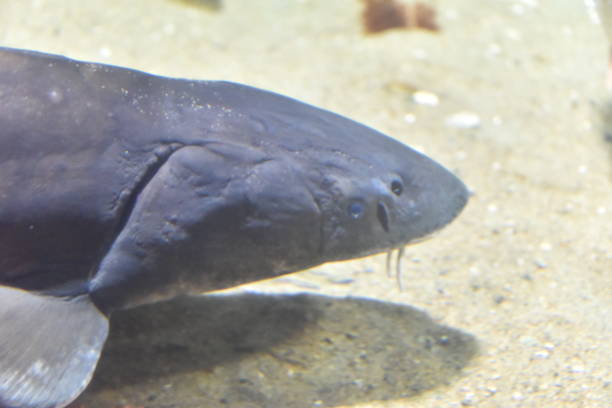 istock Prehistoric sturgeon close-up 1030071958