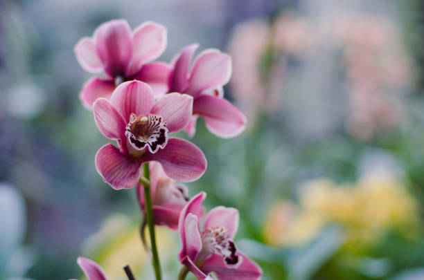 istock Orchids close up at botanical garden 1030072106