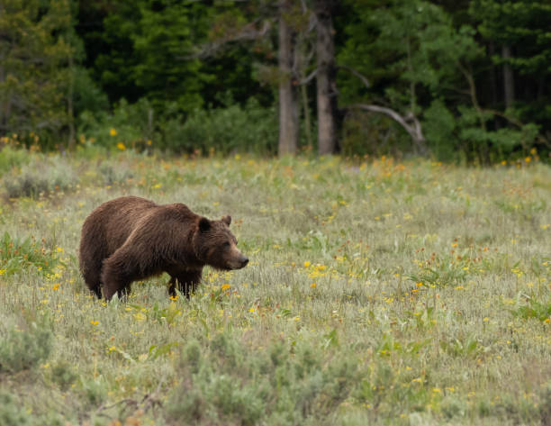 istock Profile of Grizzly Bear Shows Her Strength 1030072338