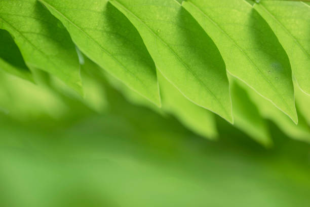istock Freshness of the natural green. 1030075162