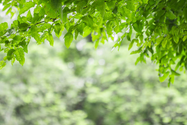 istock Freshness of the natural green. 1030075206