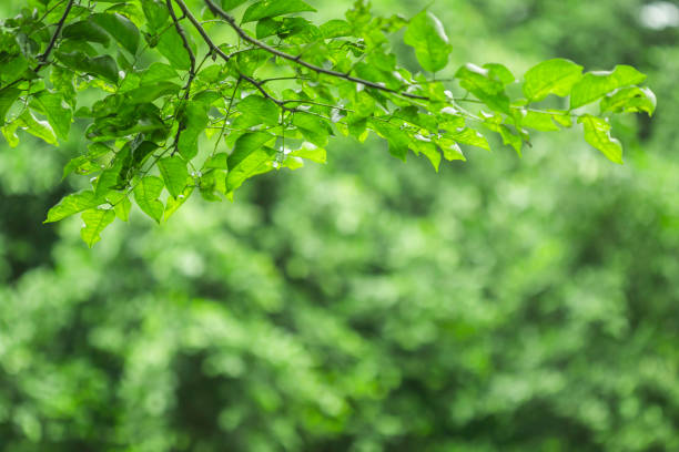 istock Freshness of the natural green. 1030075270